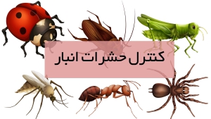 کنترل حشرات انبار
